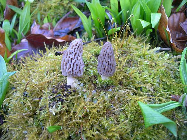 Le prime specie primaverili